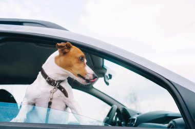 Jack Russell 'ın sevimli köpeği arabanın camından dışarı bakar ve onu yalar. Evcil hayvan konseptiyle seyahat etmek