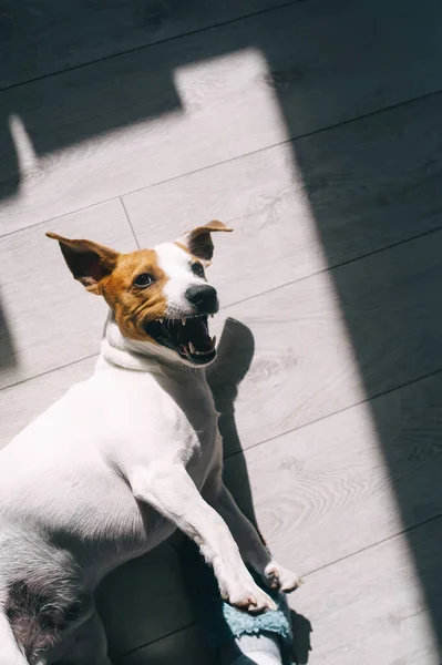 Jack Russell Terrier Tocando Sol Suelo Madera Vista Superior — Foto de Stock