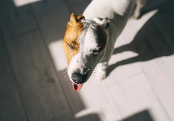 Retrato Lindo Perrito Con Los Ojos Cerrados Bajo Sol Interior — Foto de Stock