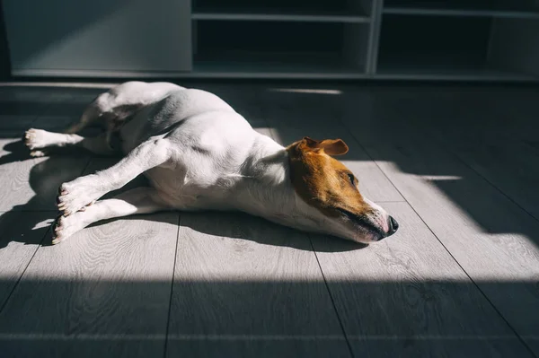 Perro Cansado Mascota Durmiendo Suelo Madera Medio Sala Estar Casa — Foto de Stock