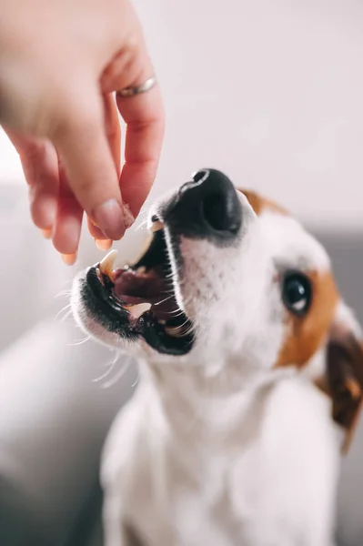 Şirin Jack Russel Teriyeri sahibinin elinden köpek maması yiyor. İkram zamanı. Yakın çekim.
