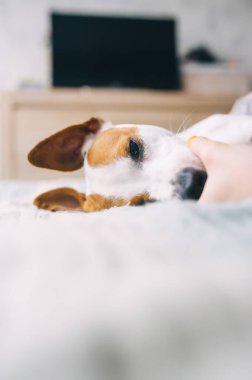 Kanepede uzanmış uyuyan sevimli küçük bir köpeğin portresi. Yorgun ya da sıkılmış hissediyorum. Evcil hayvanlar evde. - Yakın çekim. Dikey görünüm