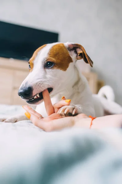 Perro Jugando Con Mano Humana Lindo Jack Russell Terrier Con — Foto de Stock
