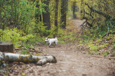 Ormanda oynayan komik küçük köpek. Evcil hayvanlar yürüyor. Evcil hayvan fotoğrafçılığı