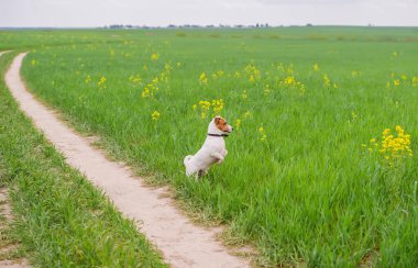 Jack Russell Terrier köpeği yeşil çimlere ve sarı çiçeklere bakıyor ve arka ayaklarının üzerinde duruyor.