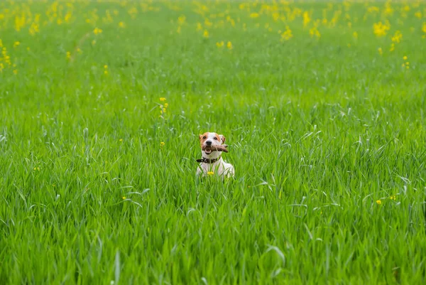 Jack Russel Terrier Mignon Saute Avec Bâton Sur Prairie Verte — Photo