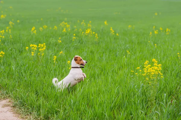 Jack Russell Terrier Debout Sur Les Pattes Arrière Dans Herbe — Photo