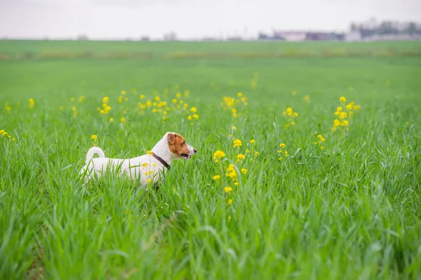 Jack Russell Terrier Debout Dans Herbe Verte Avec Des Fleurs — Photo