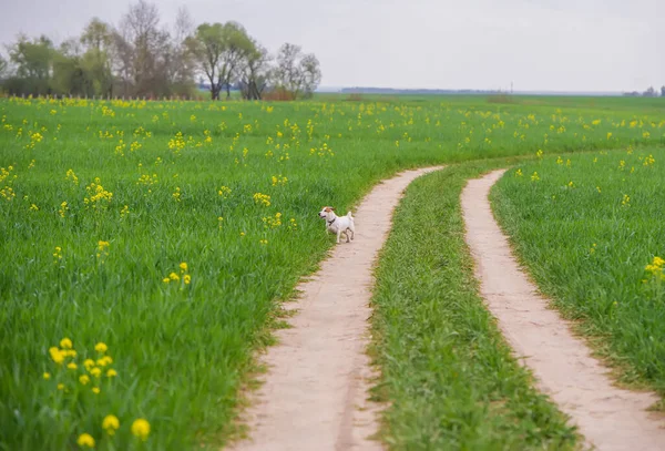 Słodki Jack Russell Terrier Bawiący Się Łące Trawy Zdjęcie Oddali — Zdjęcie stockowe