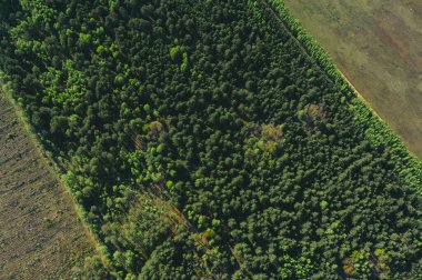 Yeşil tarlalı, bahar günü ormanlı, kırsal arazinin uçan insansız hava aracı görüntüsü.