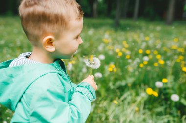 Genç sarışın çocuk çayırda karahindiba tohumuna dilek tutuyor. Yan görünüm, yakın çekim