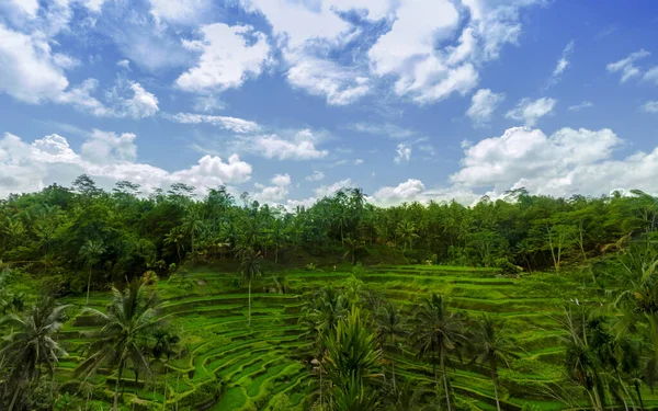 Gyönyörű Rizs Teraszok Ubud Bali Indonézia — Stock Fotó