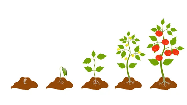 Sahne büyütme fabrikası. Yaşam döngüsü domates, kök, tohum, çiçek, yaprak. Meyve verme aşamaları. Kırmızı domates. Sarı çiçek. Vektör. Beyaz arkaplanda izole