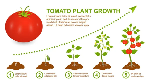 Büyük olgun kırmızı domates. Sahne gelişimi domates bitkisi. Yaşam döngüsünün aşamalı döngüsü domates, bitki, kök, tohum, çiçek, yaprak. Meyve verme aşamaları. Sarı çiçek. Vektör. Beyaz arkaplanda izole