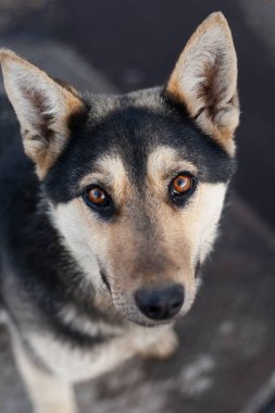 Sokaktaki evsiz köpek.