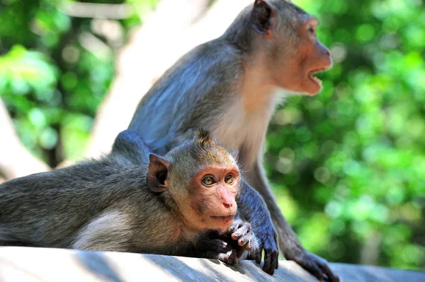 Der Krabbenfressende Makak Der Affe Lebt Einer Natürlichen Thailändischen — Stockfoto