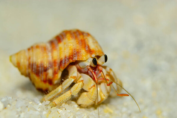 Close up of cute hermit crab carry beautiful shell crawling on the white sand beach in warm sunlight of early morning. Hermit crab use empty shell as its mobile safety home.