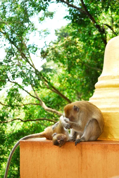 Małpa Matka Opiekuje Się Małpą Macaque Macaca Fascicularis Gatunek Ssaka — Zdjęcie stockowe
