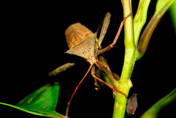 Die Hemiptera Oder Echte Wanzen Die Auf Einem Zweig Hocken — Stockfoto