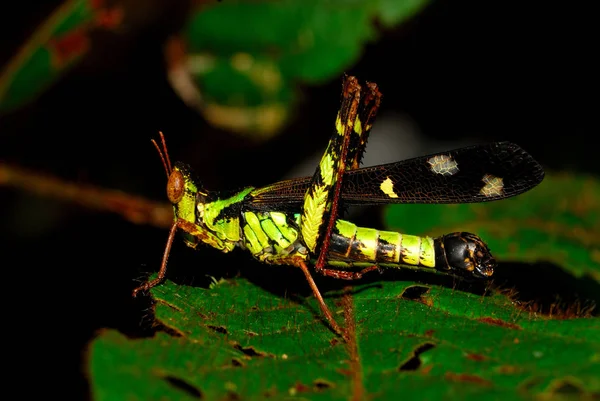 Grasshoppers Empoleirados Nas Folhas — Fotografia de Stock