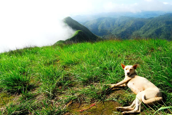 Den Lilla Hunden Vilar Toppen Khao Chang Phueak Vilket Den — Stockfoto