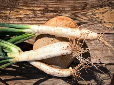 Çiftlikten taze taze taze soğan topladım.