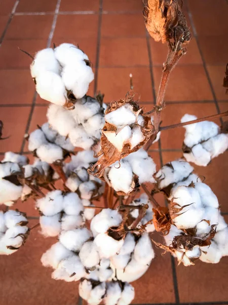 Organic cotton flowers on their branch