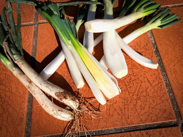 Cebolletas recién cosechadas de la granja — Foto de Stock