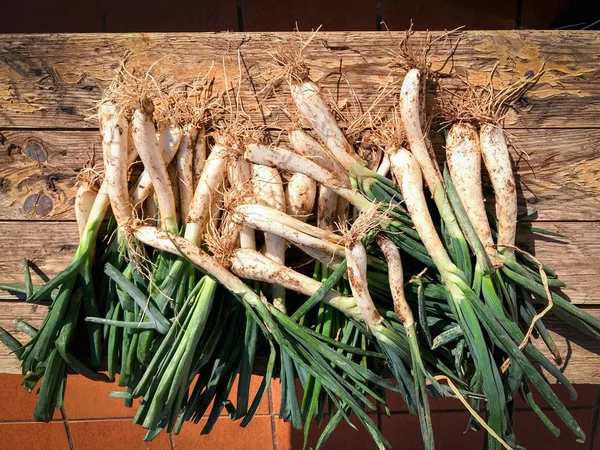 Freshly harvested spring onions from the farm