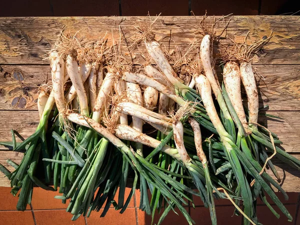 Cebolletas recién cosechadas de la granja — Foto de Stock