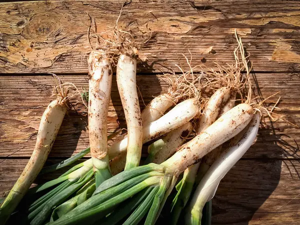 Cebolletas recién cosechadas de la granja — Foto de Stock