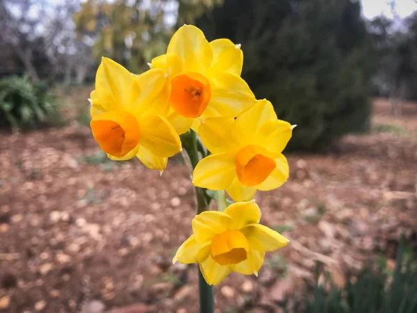 Bela flor de narciso cultivada no jardim — Fotografia de Stock