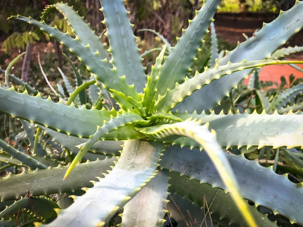 A big plant of Aloe Vera in the garden — 스톡 사진