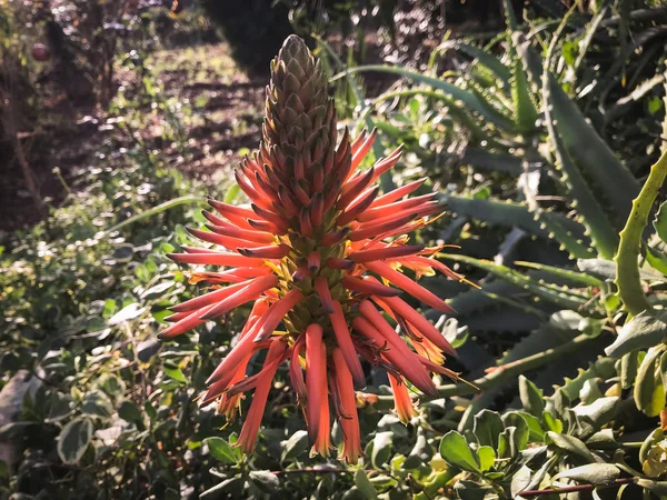 La fleur merveilleuse de la plante de cactus d'aloès — Photo