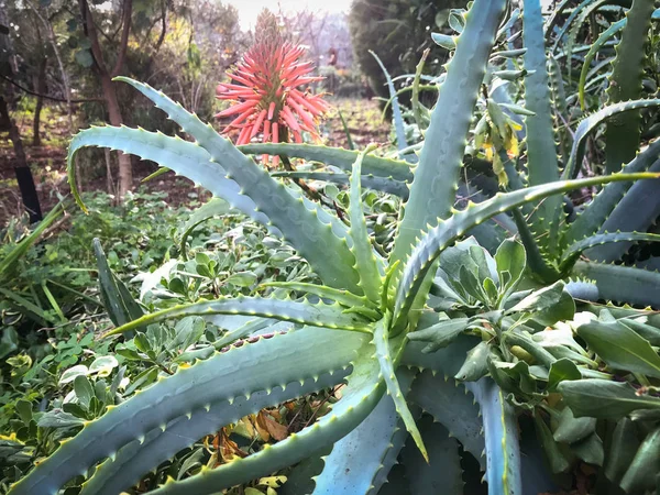 Большое растение Алоэ Вера в саду — стоковое фото