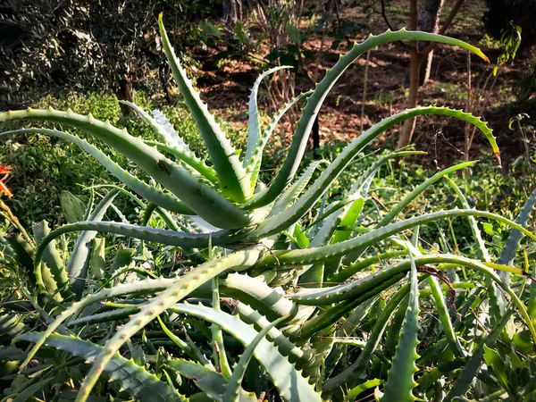 A big plant of Aloe Vera in the garden — 스톡 사진