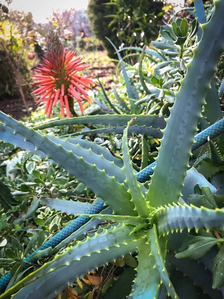 A big plant of Aloe Vera in the garden — 스톡 사진
