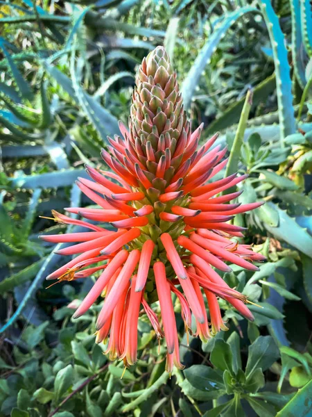 La fleur merveilleuse de la plante de cactus d'aloès — Photo