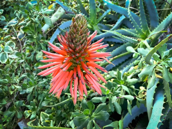 La fleur merveilleuse de la plante de cactus d'aloès — Photo