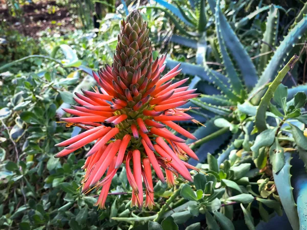 La fleur merveilleuse de la plante de cactus d'aloès — Photo