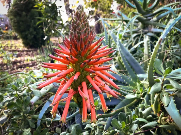 La fleur merveilleuse de la plante de cactus d'aloès — Photo