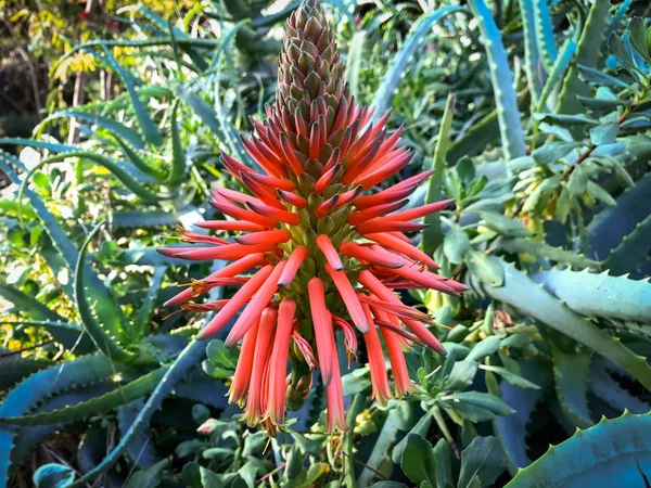 La fleur merveilleuse de la plante de cactus d'aloès — Photo