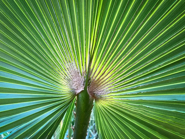 一个绿色棕榈叶的近景 — 图库照片
