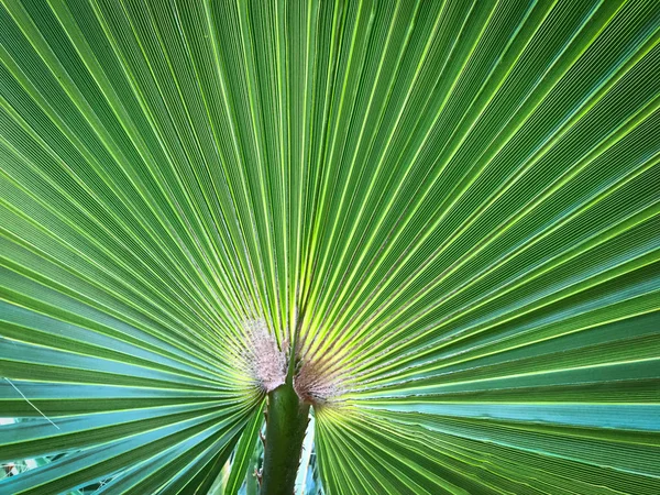 一个绿色棕榈叶的近景 — 图库照片