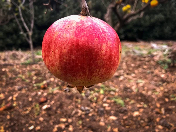 Köstlicher Granatapfel hängt am Baum — Stockfoto