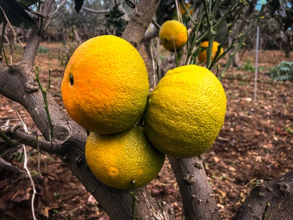 A beautiful clementines tree in the south of Italy — Stock Photo, Image