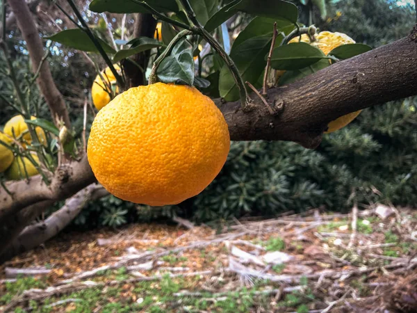 A beautiful clementines tree in the south of Italy