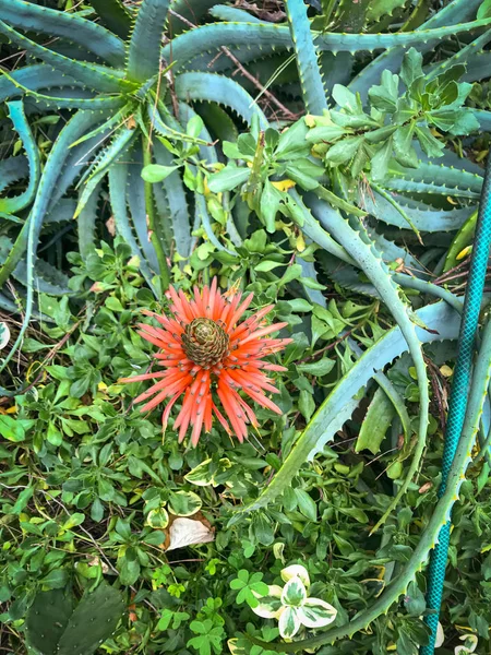 La fleur merveilleuse de la plante de cactus d'aloès — Photo
