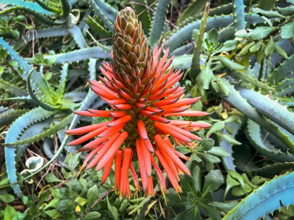 La fleur merveilleuse de la plante de cactus d'aloès — Photo