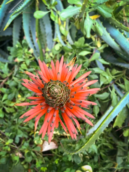 Aloe kaktüsünün muhteşem çiçeği. — Stok fotoğraf